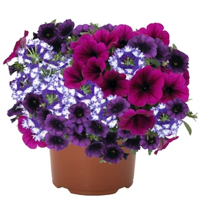Confetti Garden™ Shocking Purple