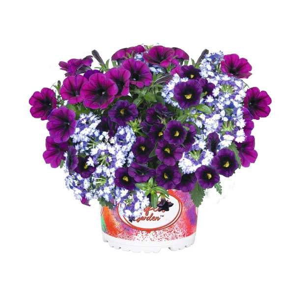 Confetti Garden™ Shocking Purple