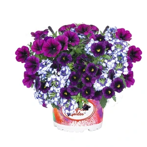 Confetti Garden™ Shocking Purple