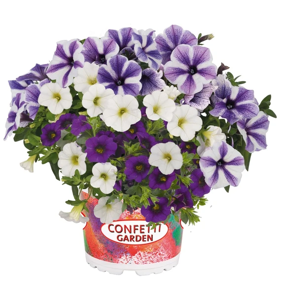 Confetti Garden™ Speedy Blue