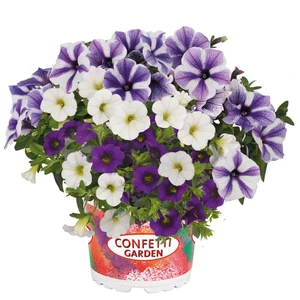 Confetti Garden™ Speedy Blue