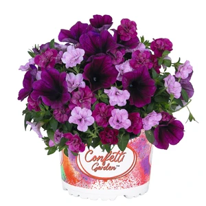 Confetti Garden™ Speedy Pink