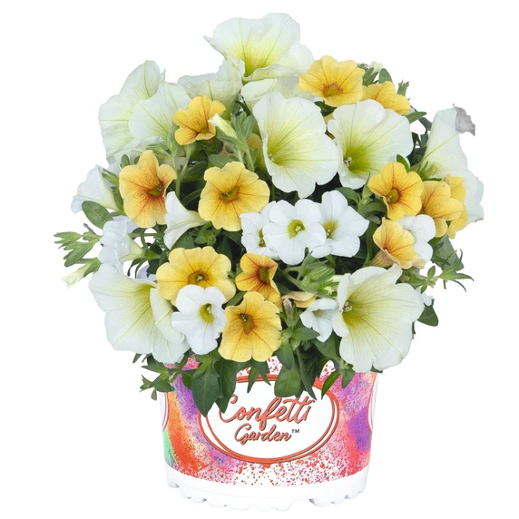 Confetti Garden™ Speedy Yellow