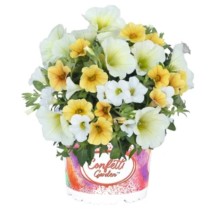 Confetti Garden™ Speedy Yellow