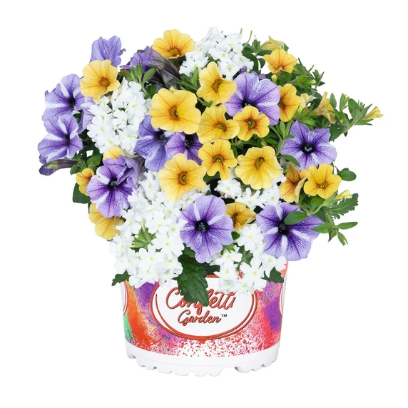 Confetti Garden™ Starfish