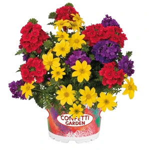 Confetti Garden™ Sylvester