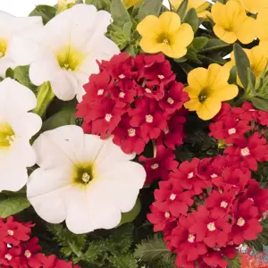 Confetti Garden™ That´s Love - image 2