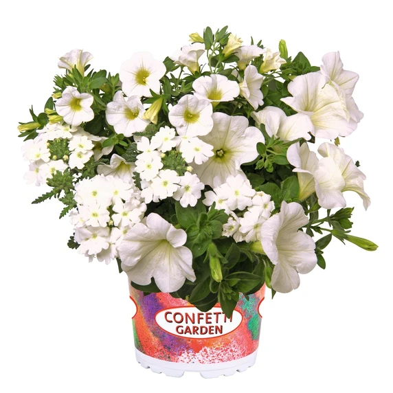 Confetti Garden™ White Win