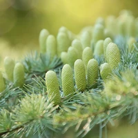 Conifers