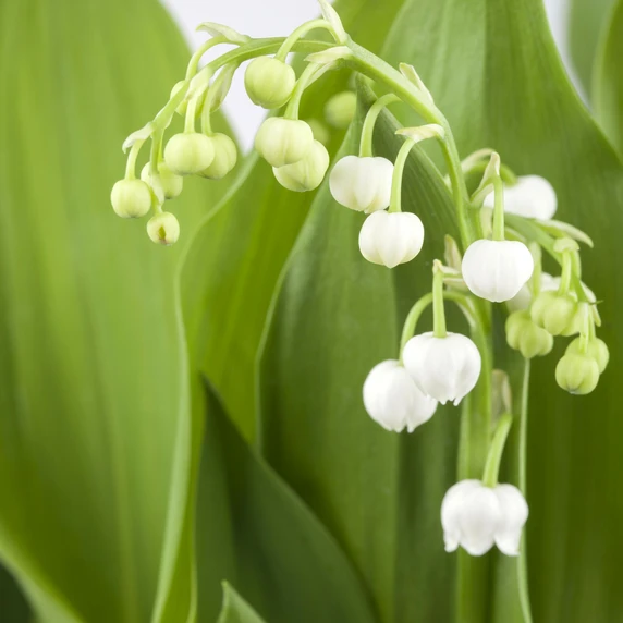 Convallaria majalis 'Fortin's Giant' - image 1