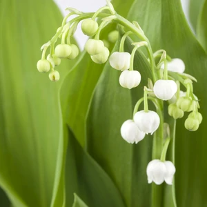 Convallaria majalis 'Fortin's Giant' - image 1