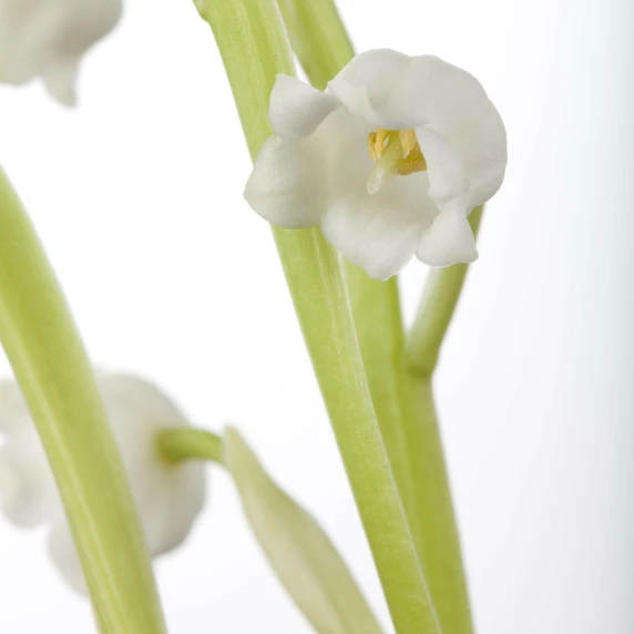 Convallaria majalis 'Fortin's Giant' - image 2