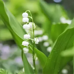 Convallaria majalis 9cm - image 1