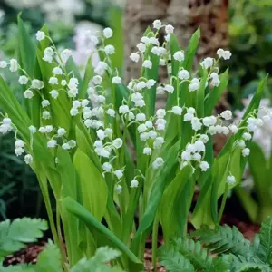 Convallaria majalis 9cm - image 2