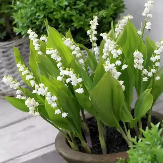 Convallaria majalis 9cm - image 3