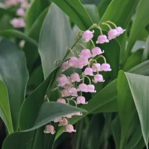 Picture - Ball Horticultural