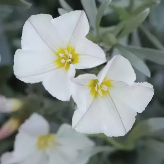 Convolvulus cneorum 3L - image 1