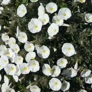 Convolvulus cneorum 3L - image 2