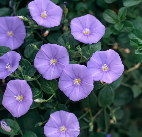 Picture - Ball Horticultural
