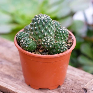 Copiapoa longispinus negra