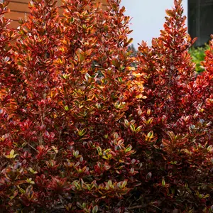 Coprosma 'Ignite' - image 2