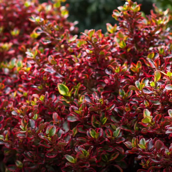 Coprosma 'Ignite' - image 1