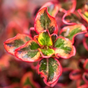 Coprosma 'Ignite' - image 3