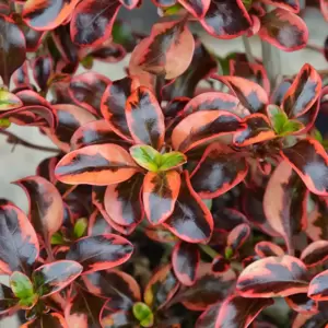 Coprosma 'Inferno' 9cm