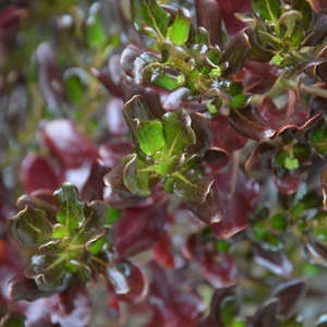 Image Credit: Kernock Park Plants