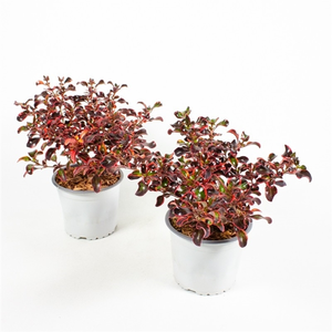 Coprosma 'Red Ruby'