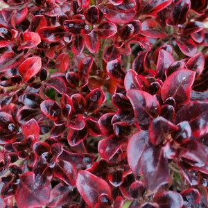 Coprosma 'Red Ruby'