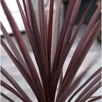 Cordyline