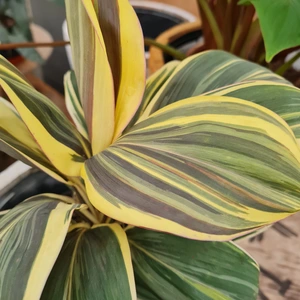 Cordyline 'Chocolate Queen' - image 1