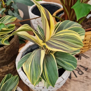 Cordyline 'Chocolate Queen' - image 2