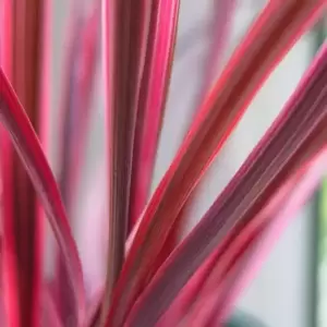 Cordyline banksii 'Electric Pink' 2L