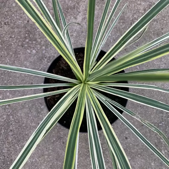 Picture Credit - Genesis Plant Marketing Ltd