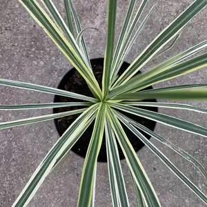 Picture Credit - Genesis Plant Marketing Ltd