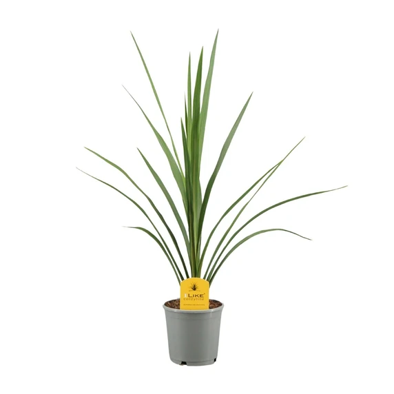 Cordyline australis 'Peko / Verde' 1L