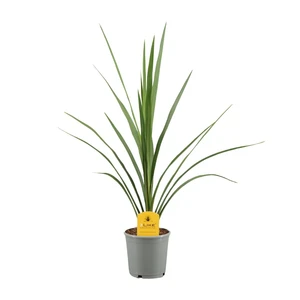 Cordyline 'Peko'