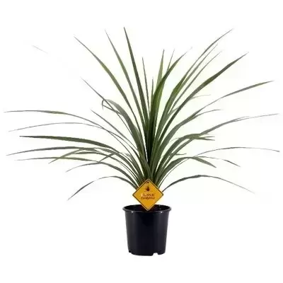 Cordyline australis 'Peko / Verde' 4L