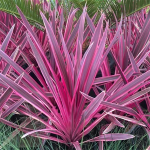 Picture Credit - © Genesis Plant Marketing Ltd