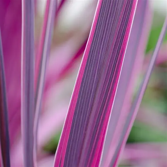 Picture Credit - © Genesis Plant Marketing Ltd