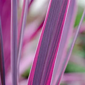 Picture Credit - © Genesis Plant Marketing Ltd