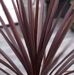 Cordyline australis 'Red Star' 3L - image 1