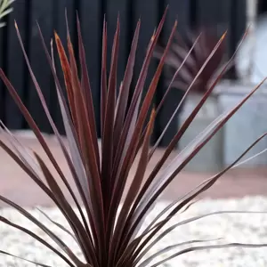 Cordyline australis 'Red Star' 3L - image 2