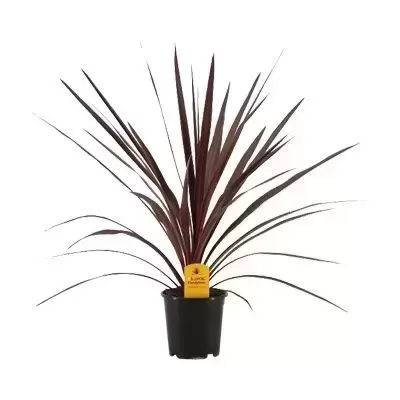 Cordyline australis 'Red Star' 1L - image 3