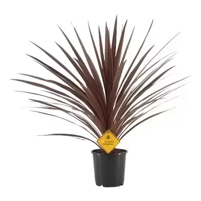 Cordyline australis 'Red Star' 3L - image 3