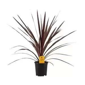 Cordyline australis 'Red Star' 1L - image 3