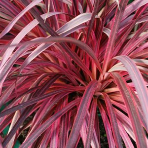 Image Credit: Kernock Park Plants Ltd.