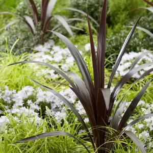 Cordyline obtecta 'Superstar' 7.5L - image 2